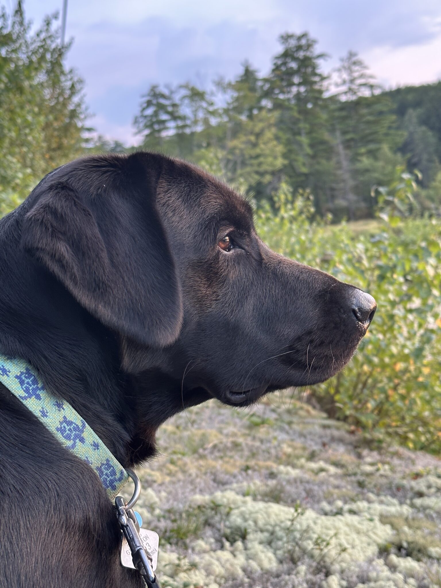 Merlin